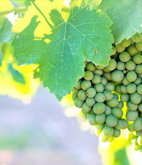 © Pixabay/JillWellington | grapes | 